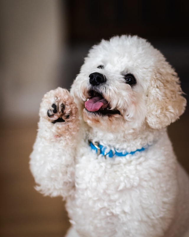 A fluffy small dog looking happy after a groom