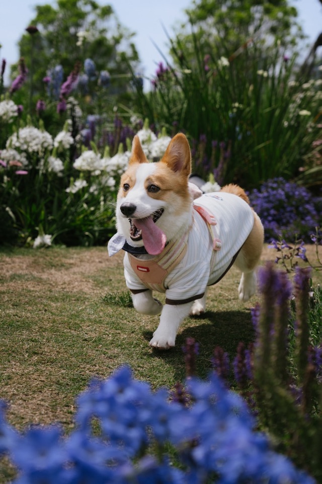A corgi smiling outdoors after grooming