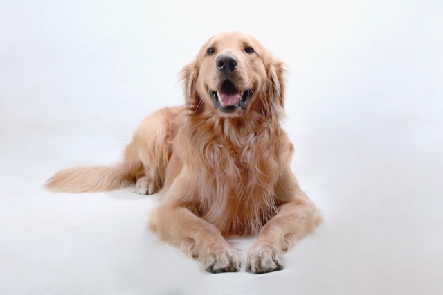 A smiling dog looking fresh and clean