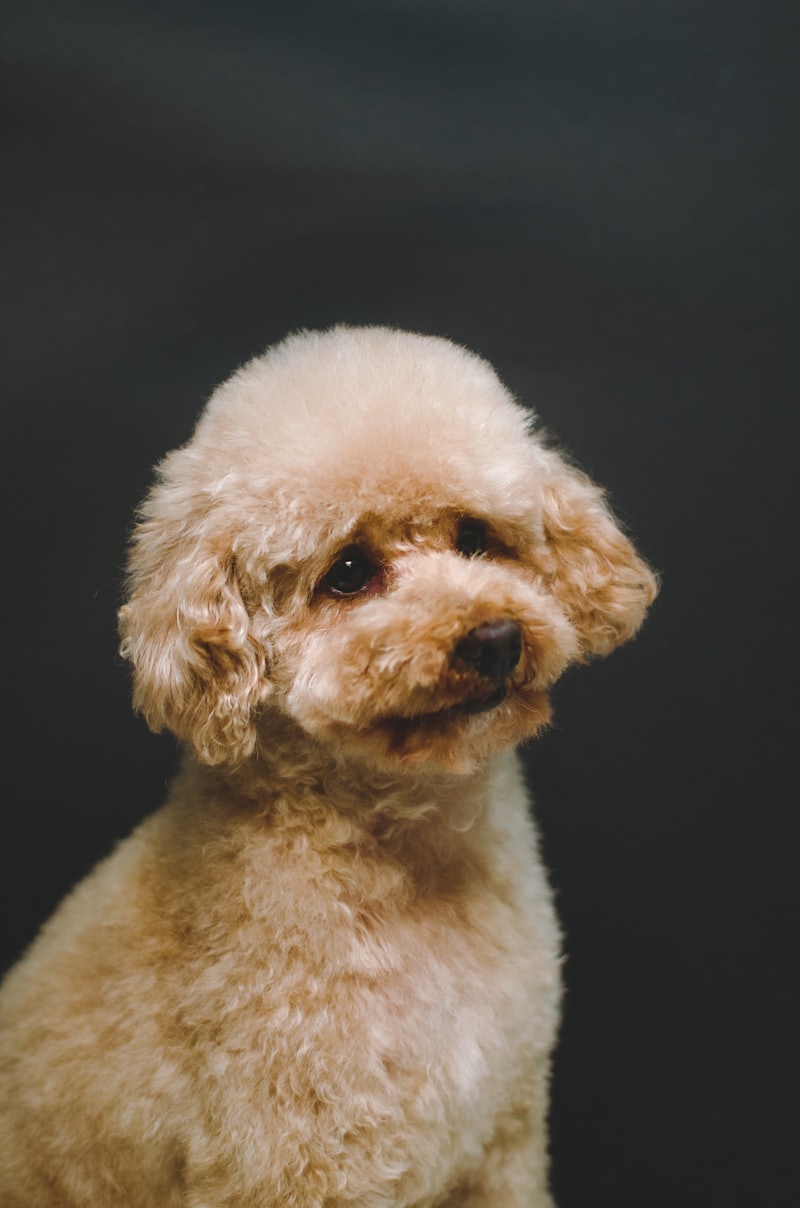Close-up of a dog being combed and brushed