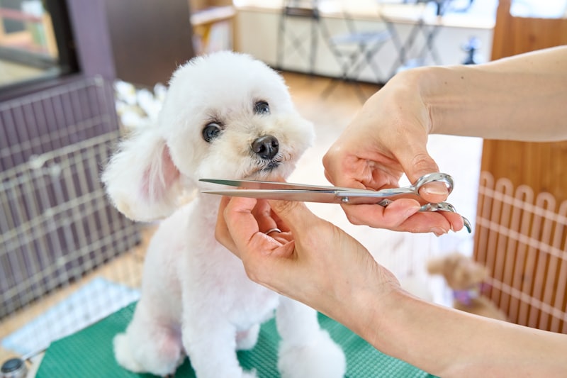 A dog enjoying a spa and grooming session